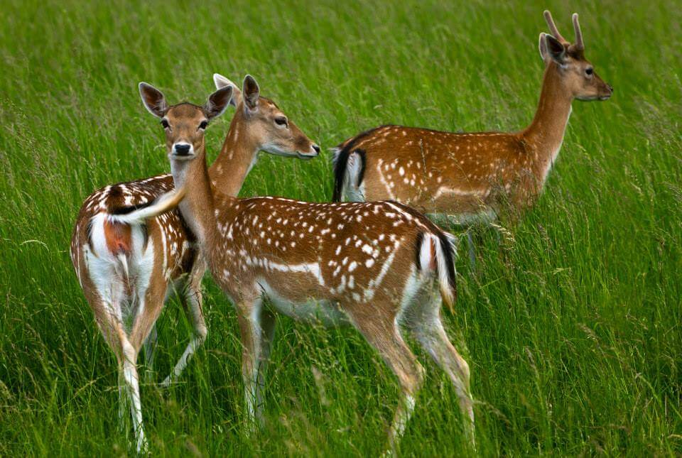 deer - Little Owl Farm Park