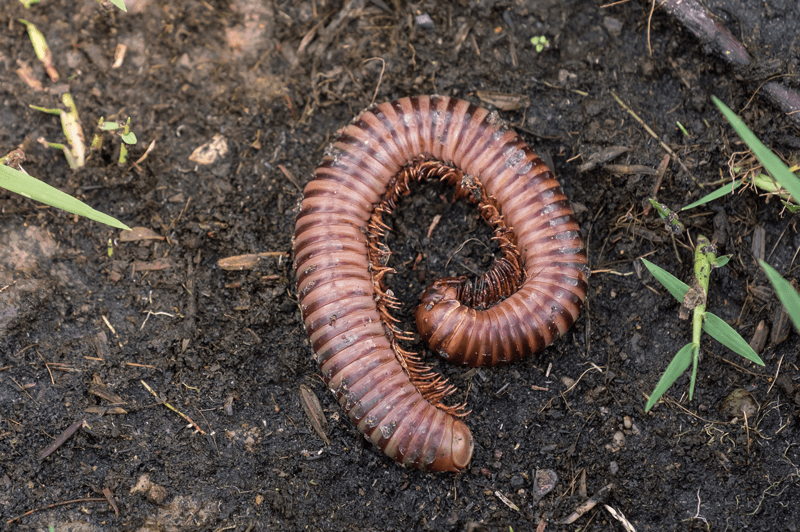 millipede - Little Owl Farm Park